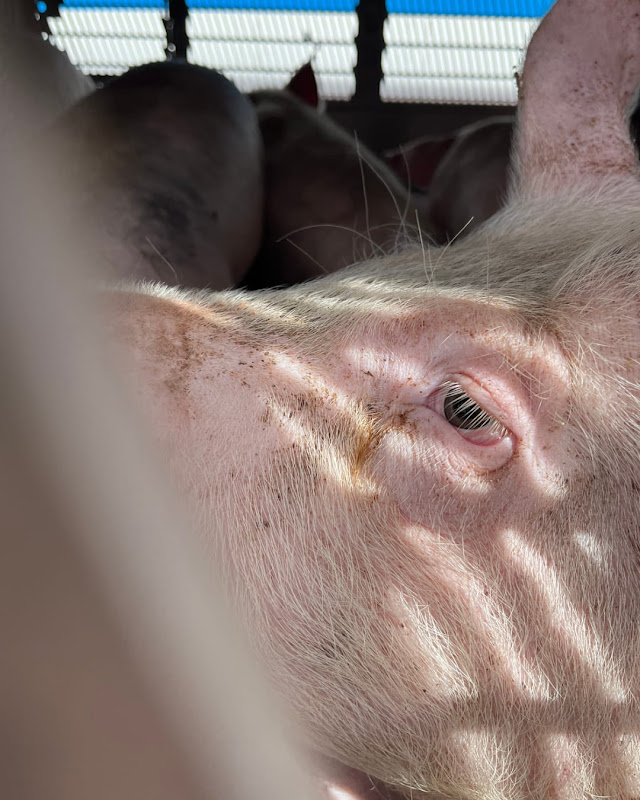 Close Up of Pig's Face Inside a Slaughterhouse Truck at Vigil