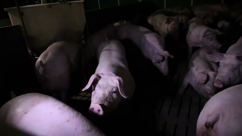 Pigs In A UK Farm (Slow Motion)
