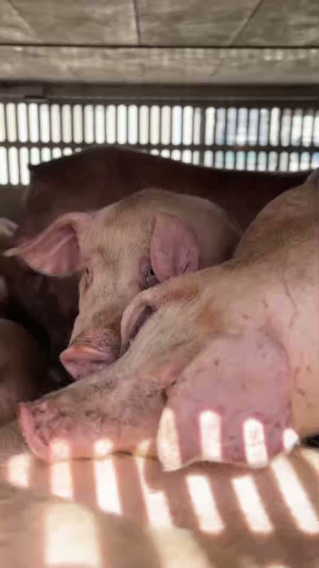 Pigs Inside a Slaughterhouse Truck at Vigil