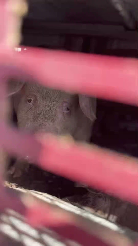 Pig Inside a Slaughterhouse Truck at Vigil