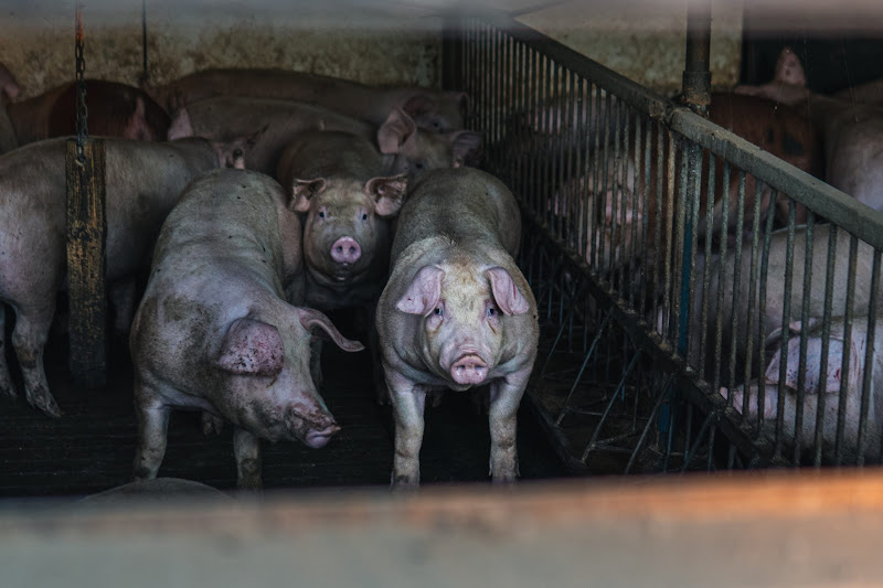 Pigs inside a shed on UK farm