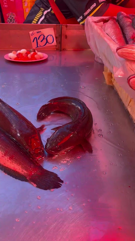 Live Snakehead Fish suffocating at food market