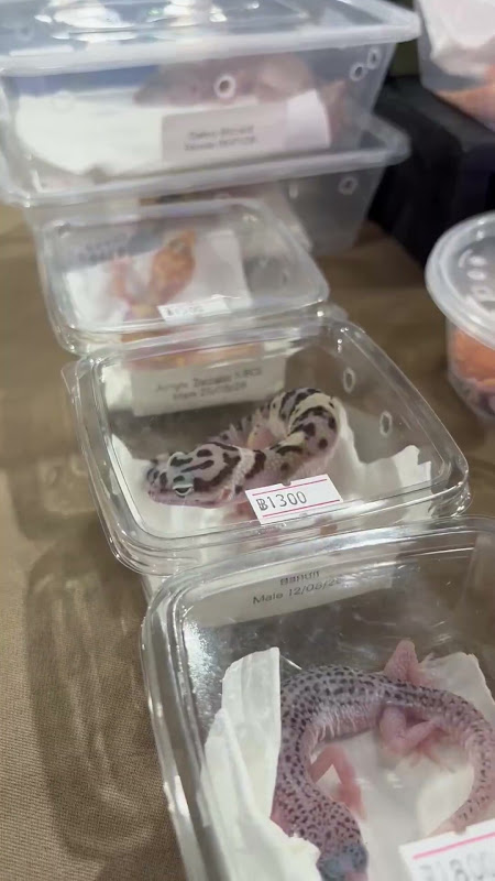 Leopard Gecko's in plastic boxes at pet market
