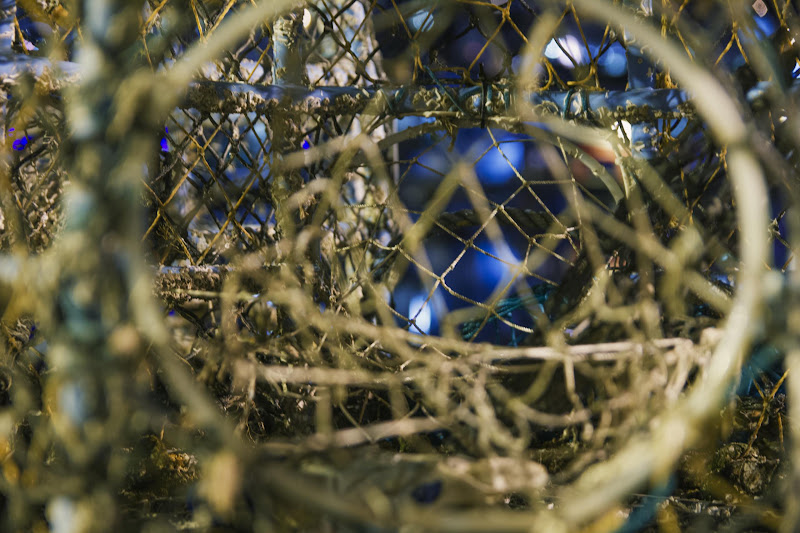 A Crab / Lobsters View Inside A Capture Pot