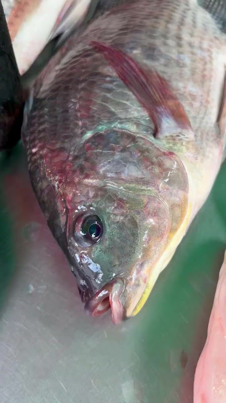 Tilapia Fish Suffocating