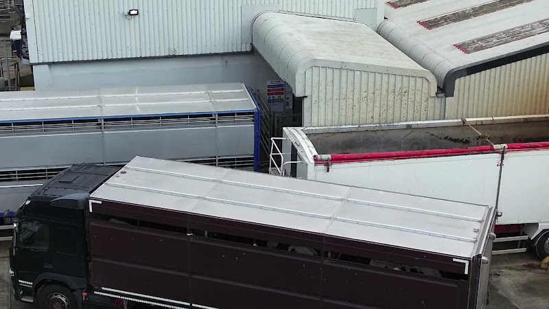 Cows Waiting in Truck at Slaughterhouse