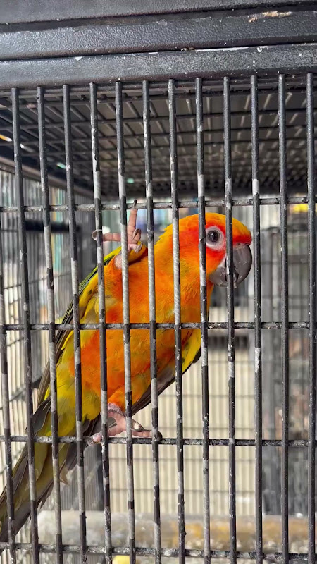 Sun Conure In Cage At Pet Market