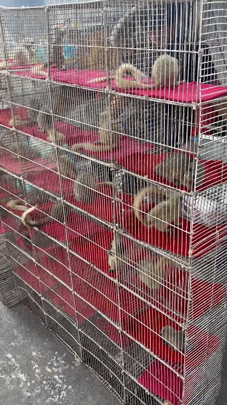 Cages Of Squirrels For Sale At Pet Market