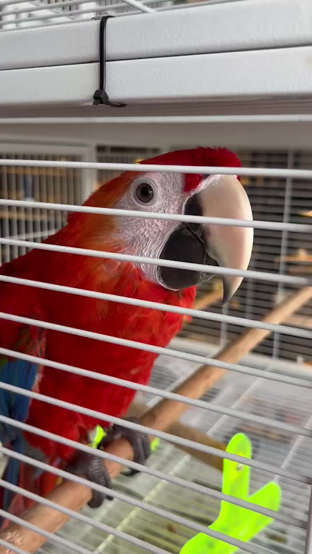 Caged Scarlet Macaw Parrot For Sale