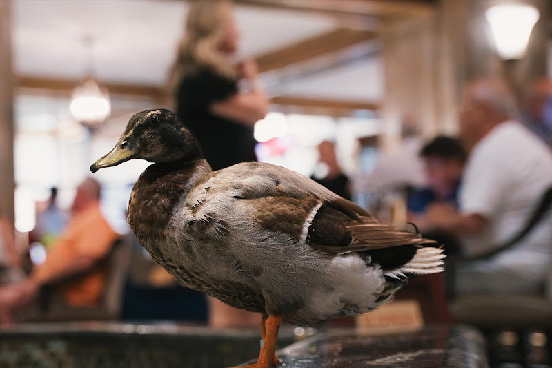 Ducks Kept In Hotel Fountain