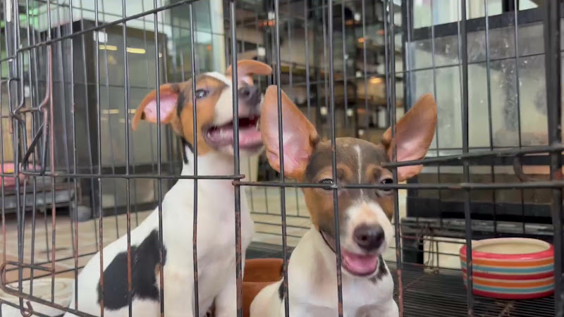 Caged puppies in cage at pet market