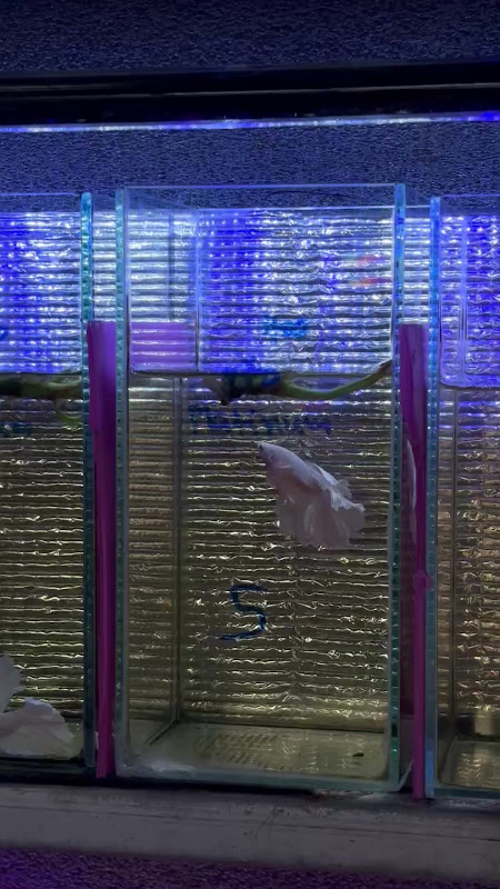 Betta Fish At Pet Market