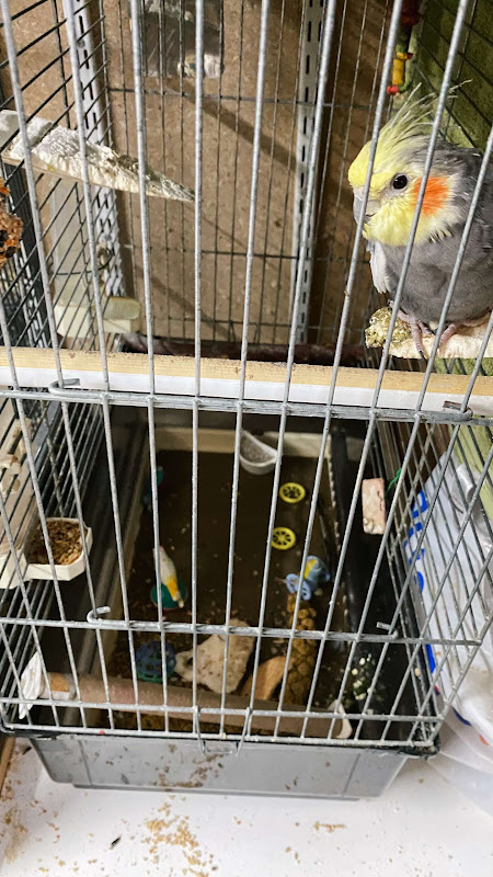 Cockatiel Alone In A Pet Shop