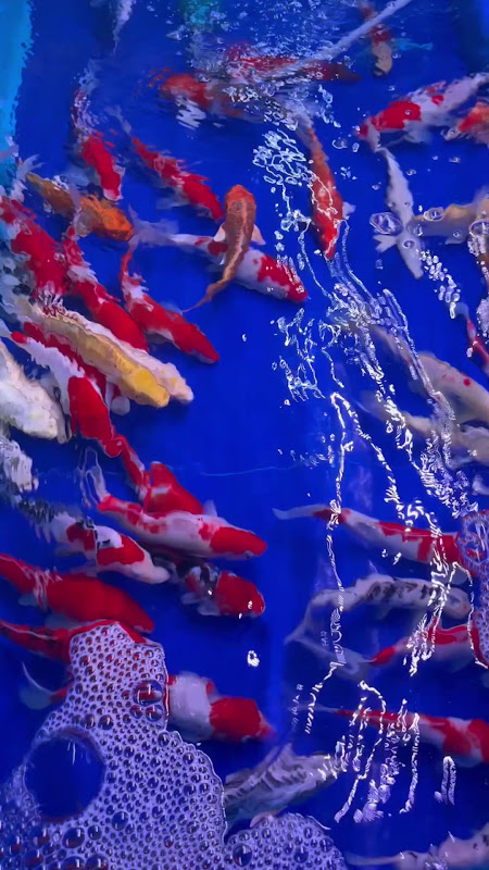Koi Carp For Sale At Pet Market