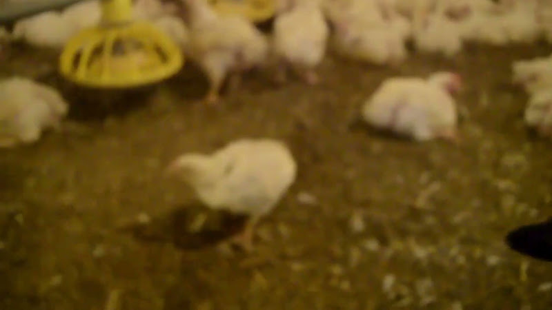 Struggling Chicken in Poultry Farm virtue
