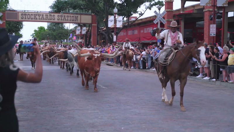 Longhorn Cows Walk The Street For Cattle Drive 