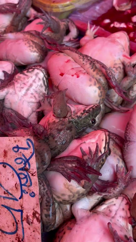 Live Frogs Suffering At Food Market