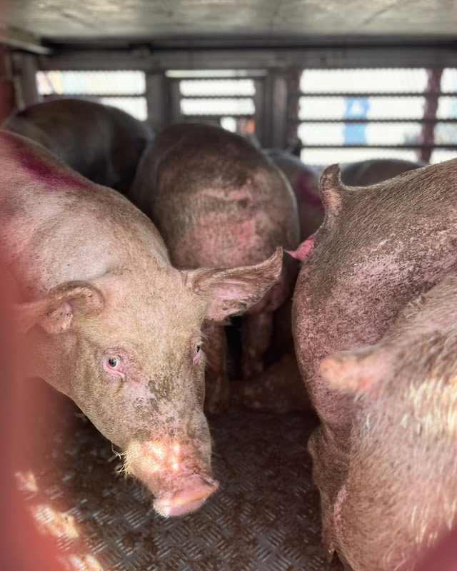 Pig Inside a Slaughterhouse Truck at Vigil
