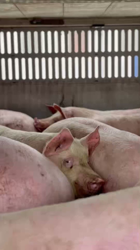 Pig Inside a Slaughterhouse Truck at Vigil