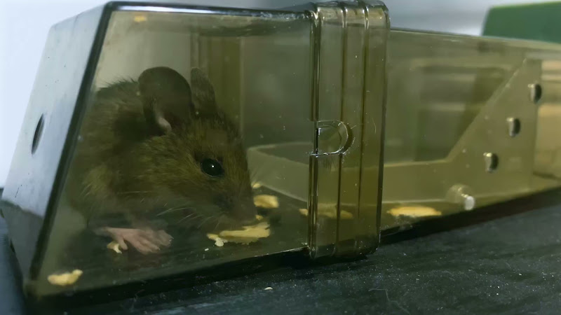 A Mouse Caught In A Humane Trap