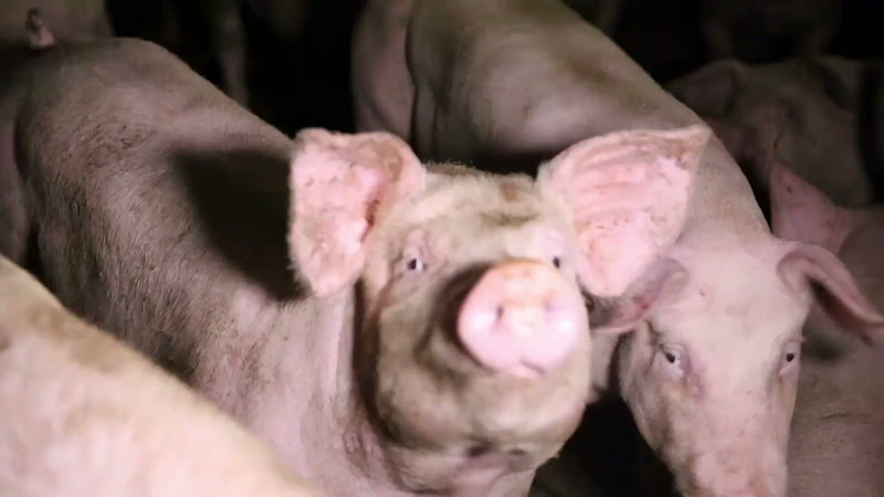Pig Close-Up Shots (Slow Motion)