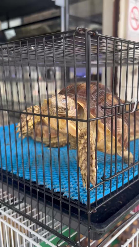 Tortoise in a cage climbs bars at pet market