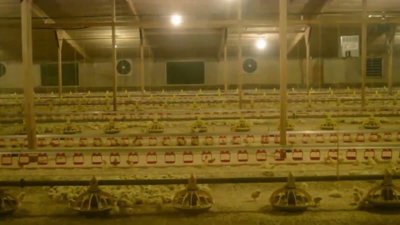 Chicks in Poultry Farm
