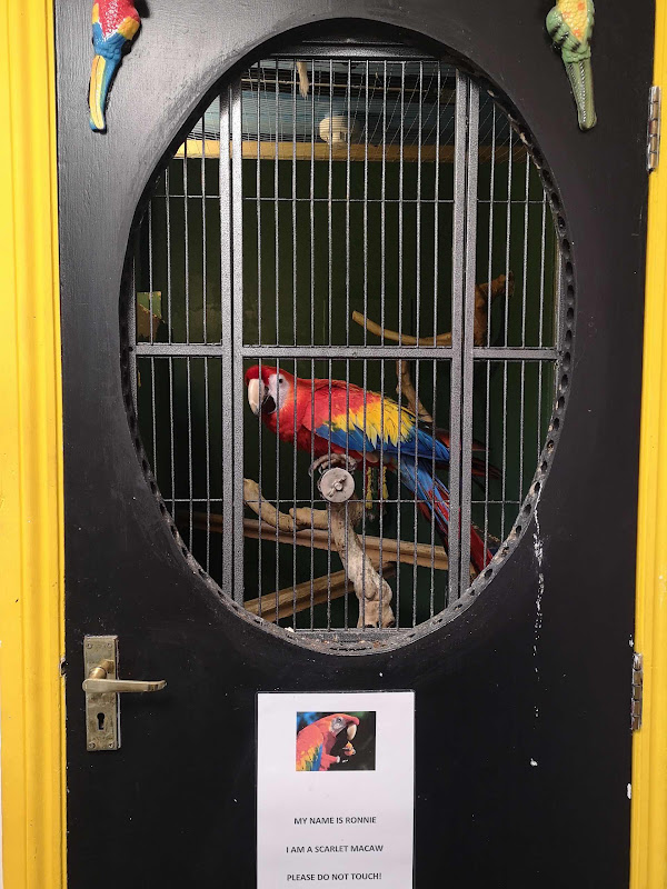 Scarlett Macaw in a converted cupboard