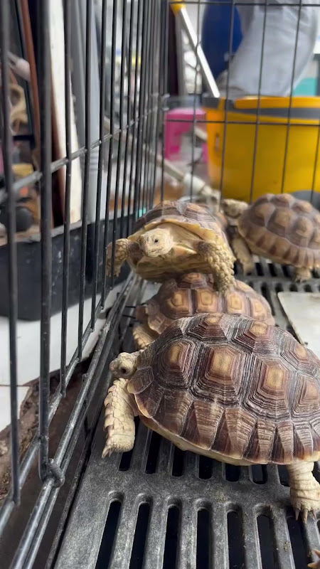 Tortoises In A Cage At A Pet Market