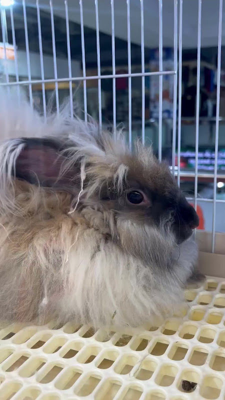 Shaking Rabbit At Pet Market