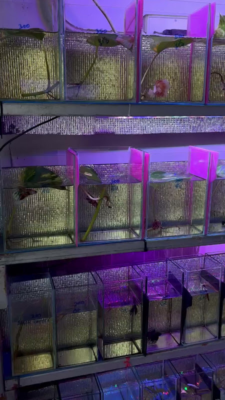 Rows Of Small Fish Tanks At Pet Market