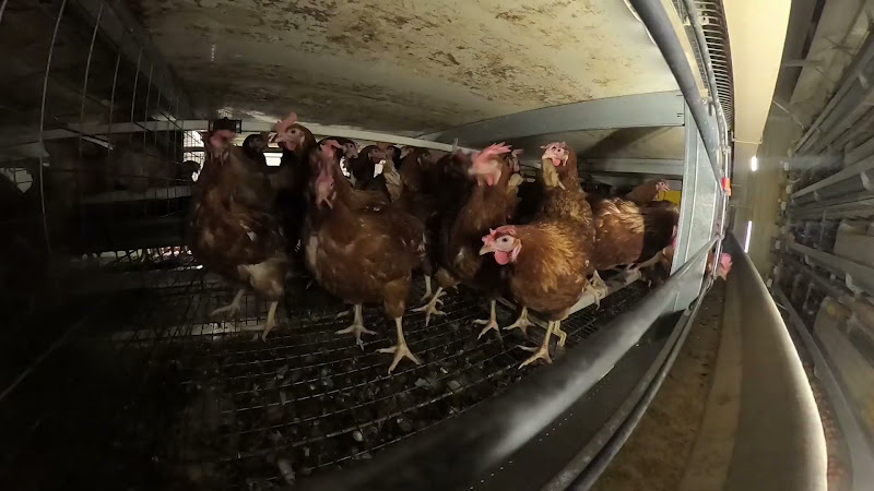Enriched Cage