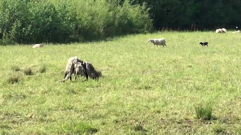 Sheep With A Possible Leg Injury & Scruffy Coat