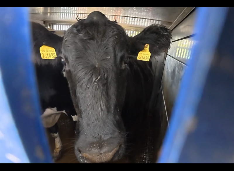 Cow in transport trailer 