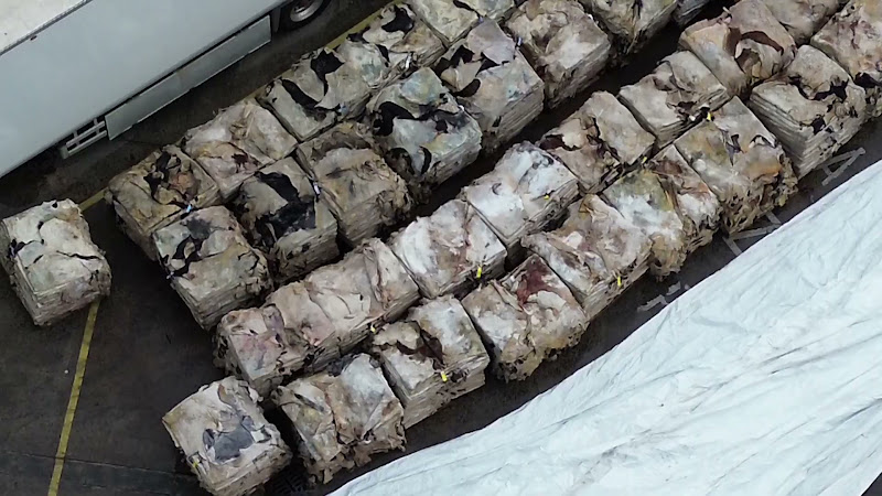 Cow Skins At Slaughterhouse - Reveal