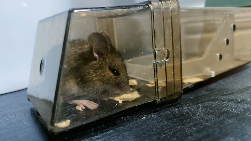 A Mouse Caught In A Humane Trap