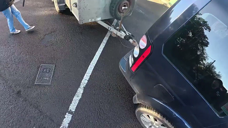 Cows in small transport trailer 