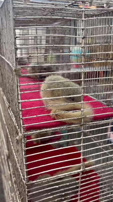 Caged squirrel spinning in a cage