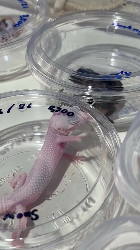Gecko In A Plastic Tub At Pet Market