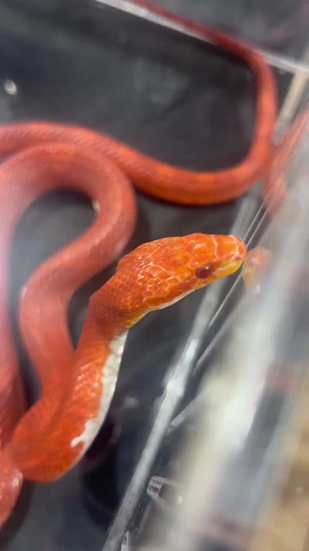 Orange corn snake in a box at pet market