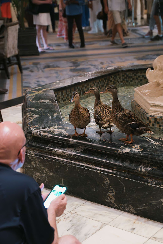 Ducks Kept In Hotel Fountain