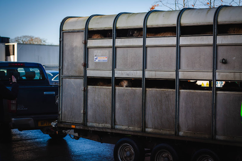 Activists at slaughterhouse vigil