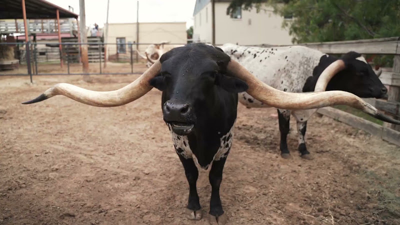 Long Horn Cow