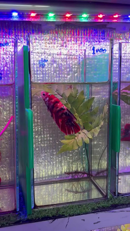 Betta Fish In Tiny Tank At Pet Market