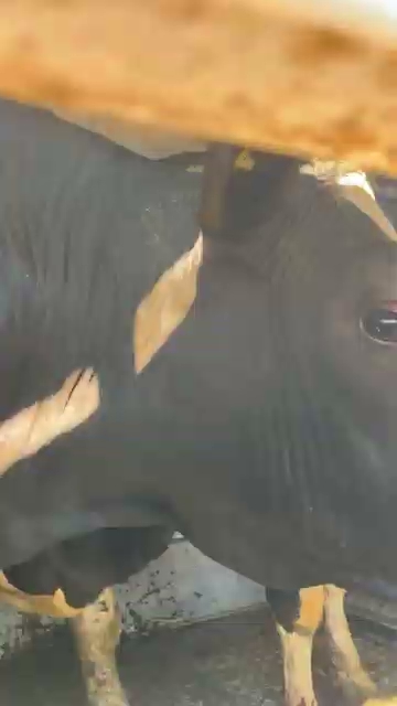 Cows in slaughterhouse truck