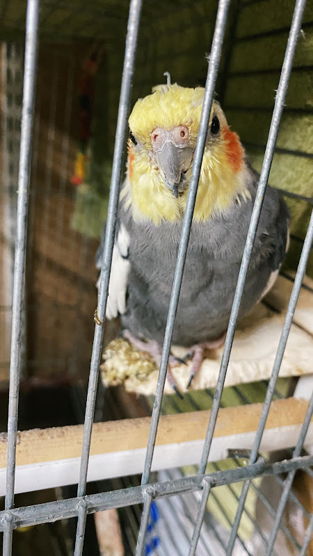 Close Up Of Cockateil Alone In A Pet Shop