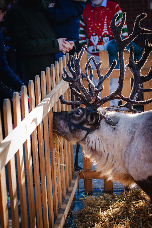 Reindeer Display at Christmas Event