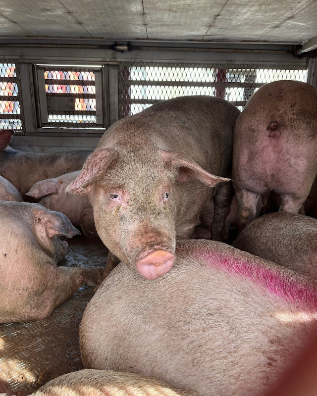 Pig Rests Chin on Another Pig Inside a Slaughterhouse Truck at Vigil