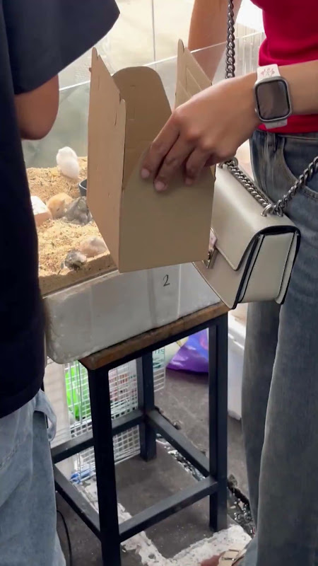 Dwarf Hamsters Being Put Into Box For Customer