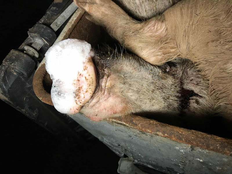 Bin Full Of Dead Pigs